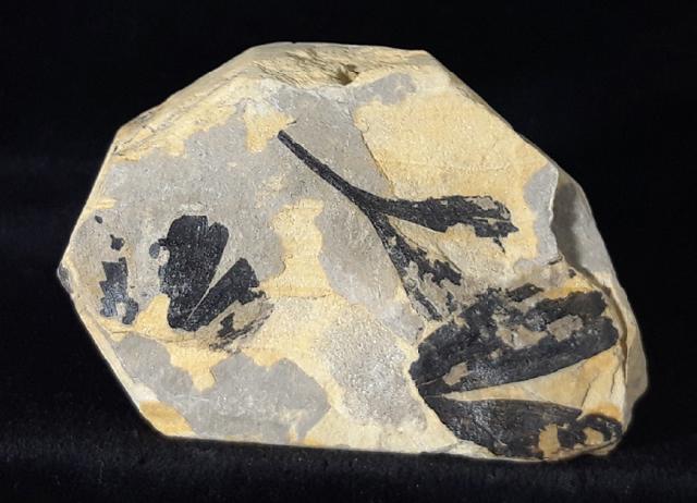 Ginkgo huttoni (STERNBERG in HEER 1876) - Bild &copy; FossNet FossilienStore